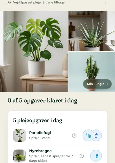 En plantes plejeside i Botanicaly-appen — kradsbørste-calathea med dens behov for vand, lys og luftfugtighed