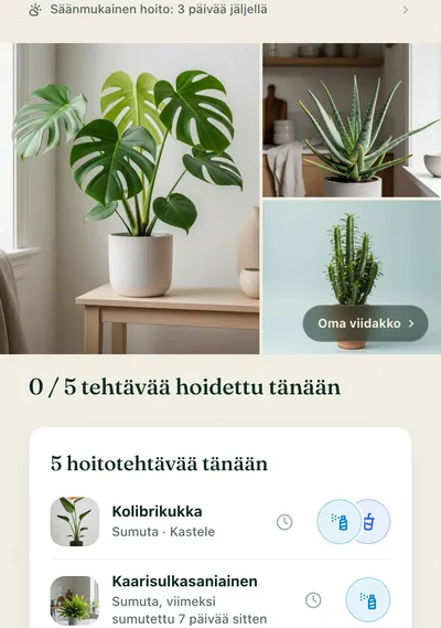 Kasvin hoitosivu Botanicaly-sovelluksessa — raitakoreakukka kastelu-, valo- ja kosteustarpeineen