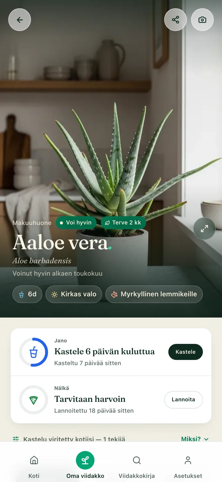 Kasvin hoitosivu Botanicaly-sovelluksessa — raitakoreakukka kastelu-, valo- ja kosteustarpeineen