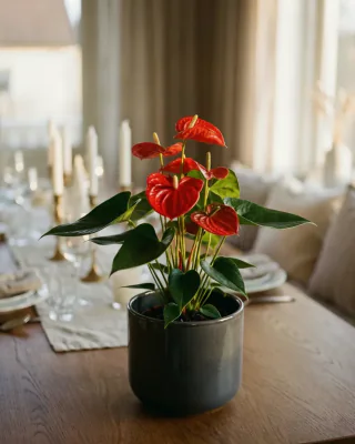 Flamingoblume (Anthurium andraeanum)