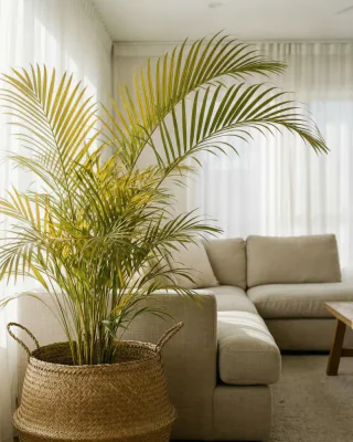 Goldfruchtpalme (Dypsis lutescens)