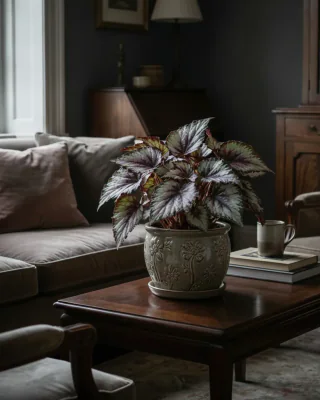 Rex-Begonie (Begonia rex)