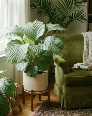Rundblättrige Korbmarante (Calathea orbifolia)