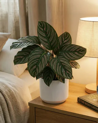 Korbmarante (Calathea ornata)
