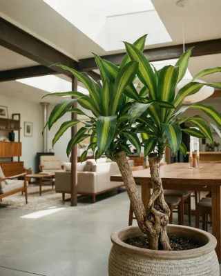 Duftender Drachenbaum (Dracaena fragrans)