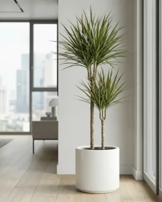 Gerandeter Drachenbaum (Dracaena marginata)