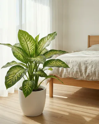 Dieffenbachie (Dieffenbachia seguine)