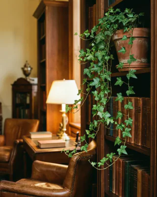 Gemeiner Efeu (Hedera helix)