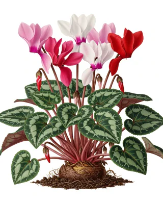 Alpenveilchen (Cyclamen persicum)
