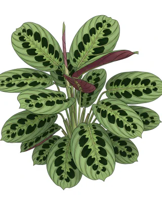 Pfeilwurz (Marante) (Maranta leuconeura)