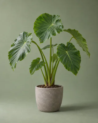 Colocasia