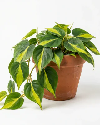 Kletter-Philodendron (Philodendron hederaceum 'Brasil')