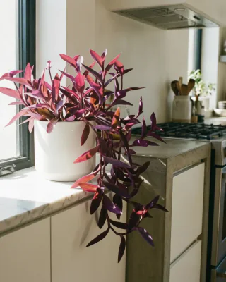 Mexikanische Dreimasterblume (Tradescantia pallida)