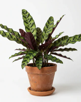 Lanzen-Korbmarante (Calathea lancifolia)
