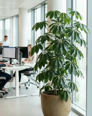 Strahlenaralie (Schefflera arboricola)