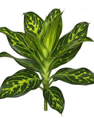 Dracaena (Dracaena reflexa)