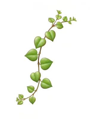 Leuchterblume (Ceropegia woodii)