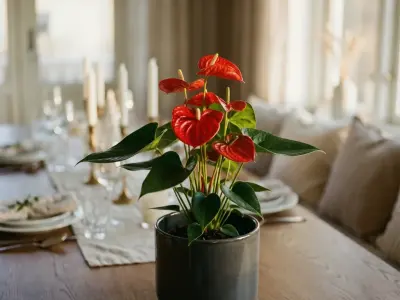 Flamingoblomst (Anthurium andraeanum)