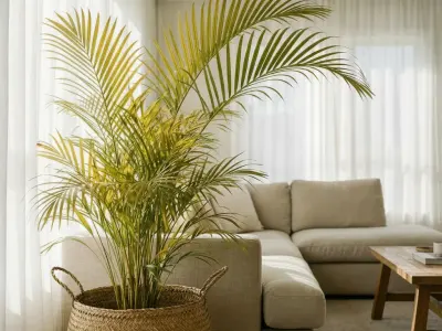 Guldpalme (Dypsis lutescens)