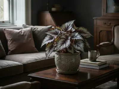 Kongebegonie (Begonia rex)