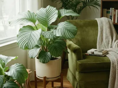 Kalatea (Calathea orbifolia)