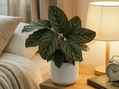 Kalatea (Calathea ornata)