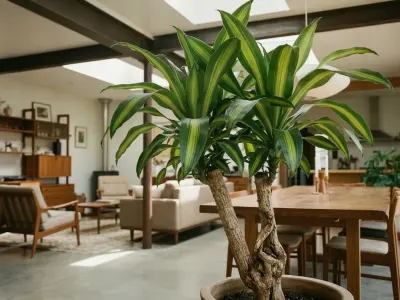 Duftdracæna (Dracaena fragrans)