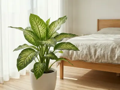 Sigøjnerblad (Dieffenbachia seguine)