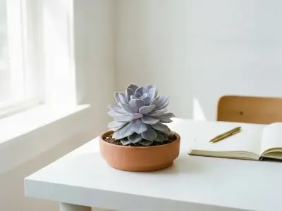 Echeveria (Echeveria spp.)