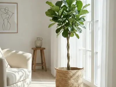 Violinfigen (Ficus lyrata)