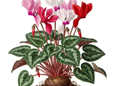 Alpeviol (Cyclamen persicum)