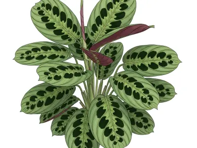Fiskeben (Maranta leuconeura)