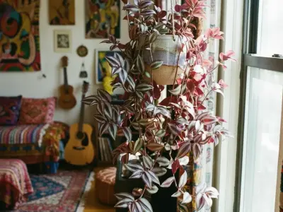 Zebrablad (Tradescantia zebrina)