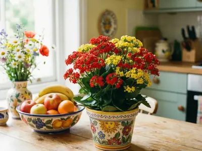 Koraltop (Kalanchoe blossfeldiana)