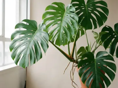 Fingerfilodendron (Monstera deliciosa)
