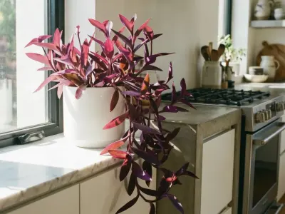 Purpurblad (Tradescantia pallida)