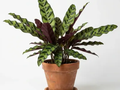 Kalatea (Calathea lancifolia)