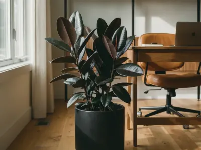 Gummifigen (Ficus elastica)