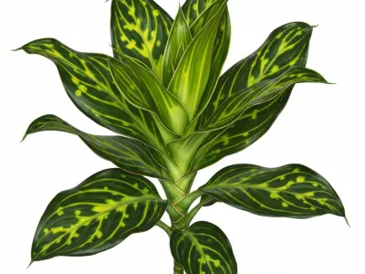 Dracaena (Dracaena reflexa)