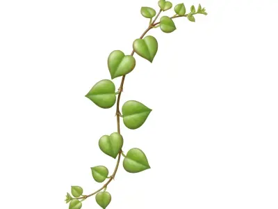 Hjerteranke (Ceropegia woodii)