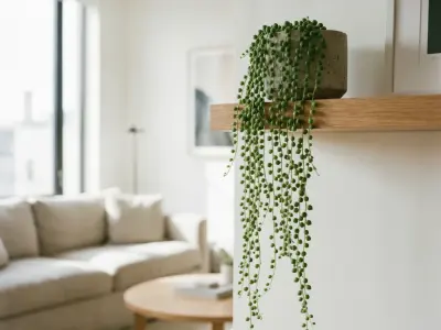 Perler på snor (Senecio rowleyanus)