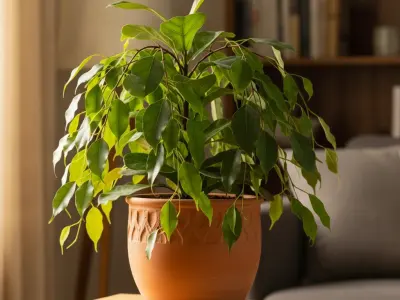 Birkefigen (Ficus benjamina)