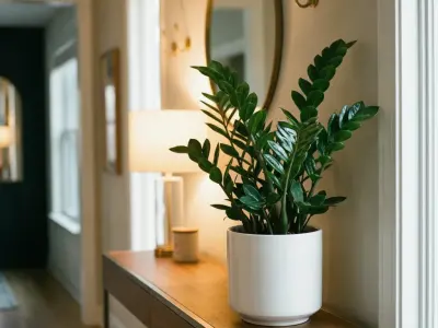 Lykkebregne (Zamioculcas zamiifolia)