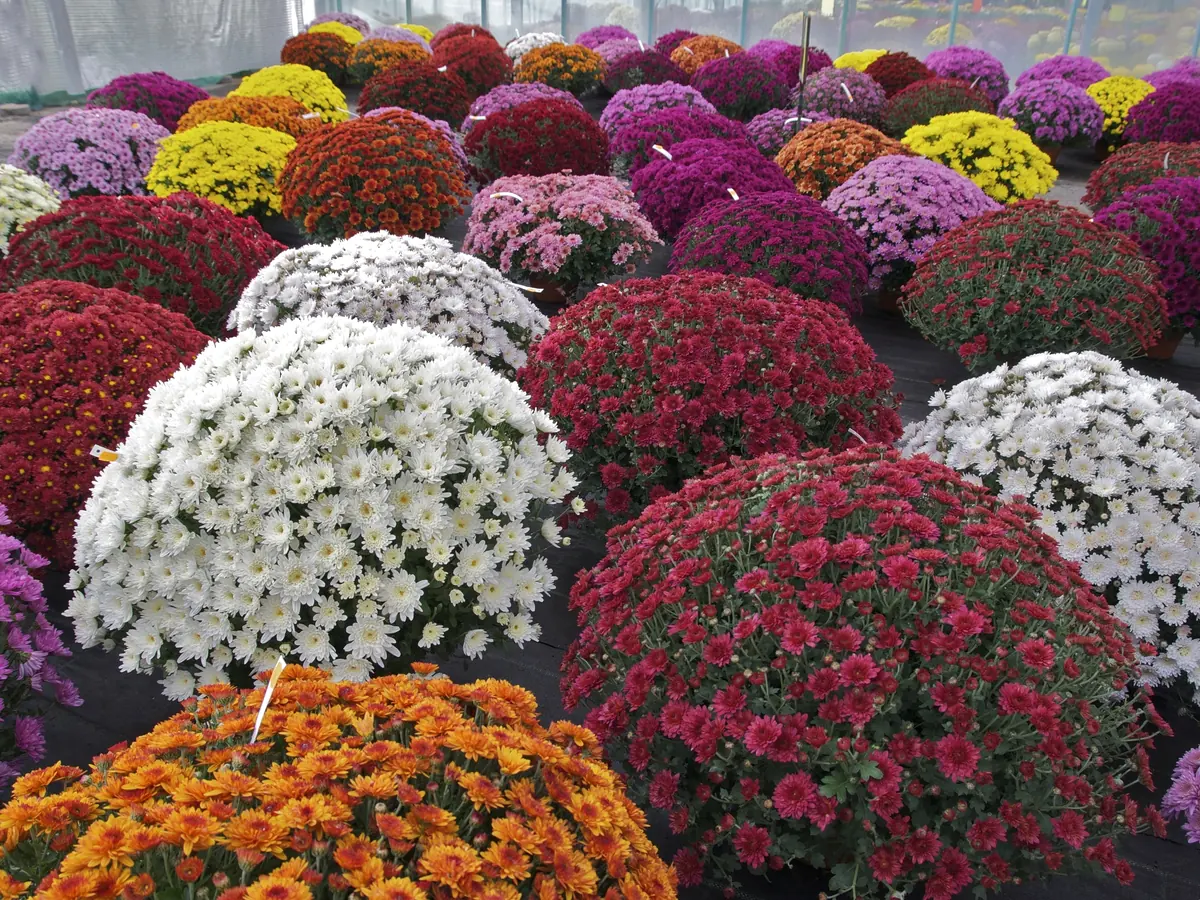 Krysantemum i mange farger dyrket ute i krukker