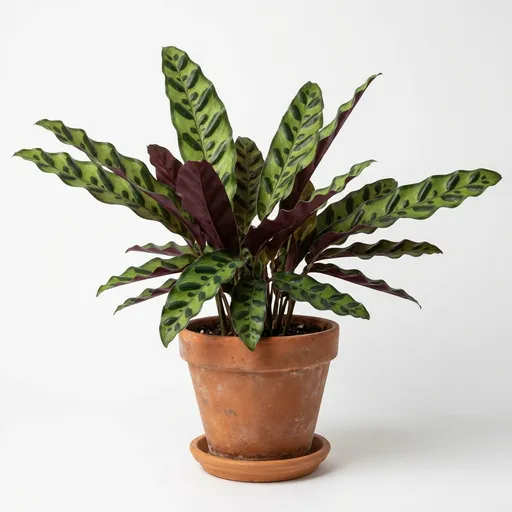 Rattlesnake plant (Calathea lancifolia) — a healthy specimen photographed indoors