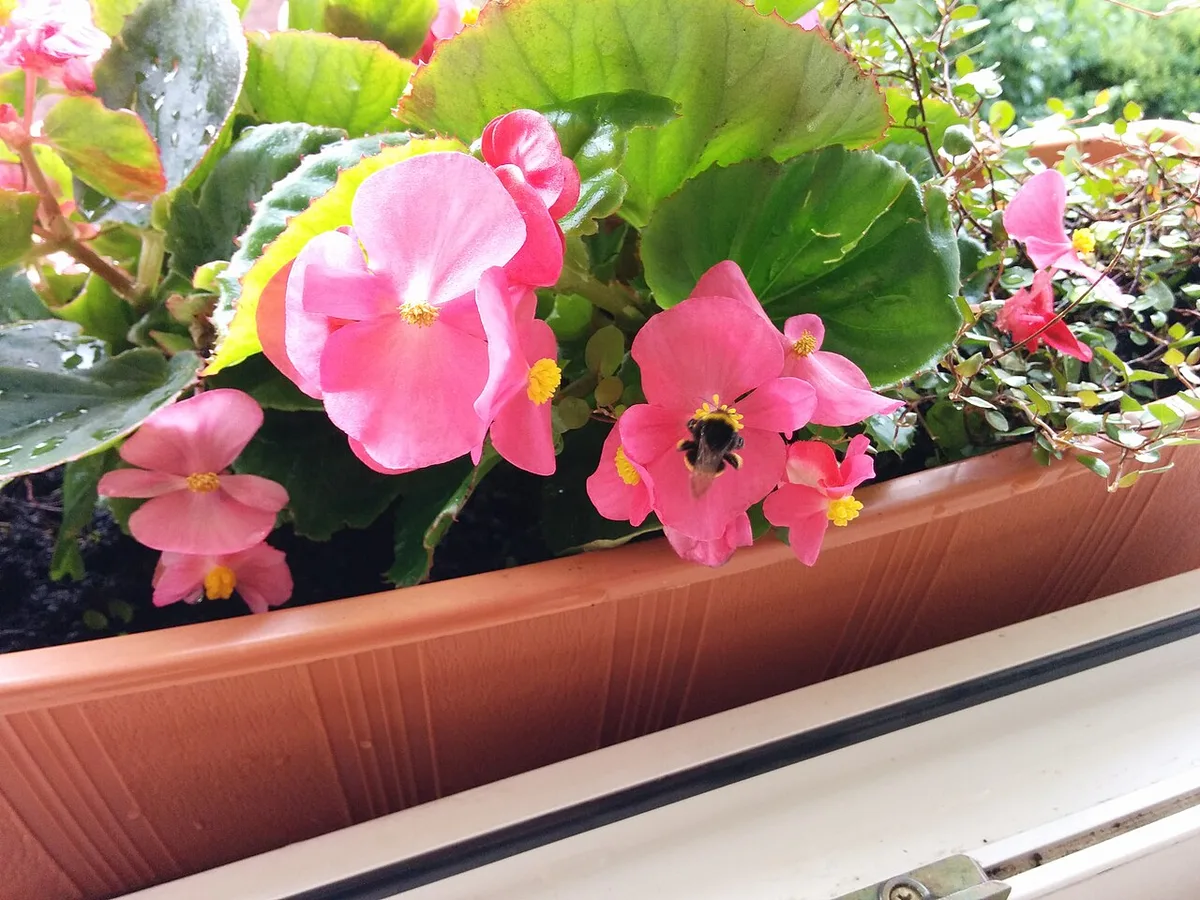 Blommande isbegonia som kan förökas med frö eller stamsticklingar